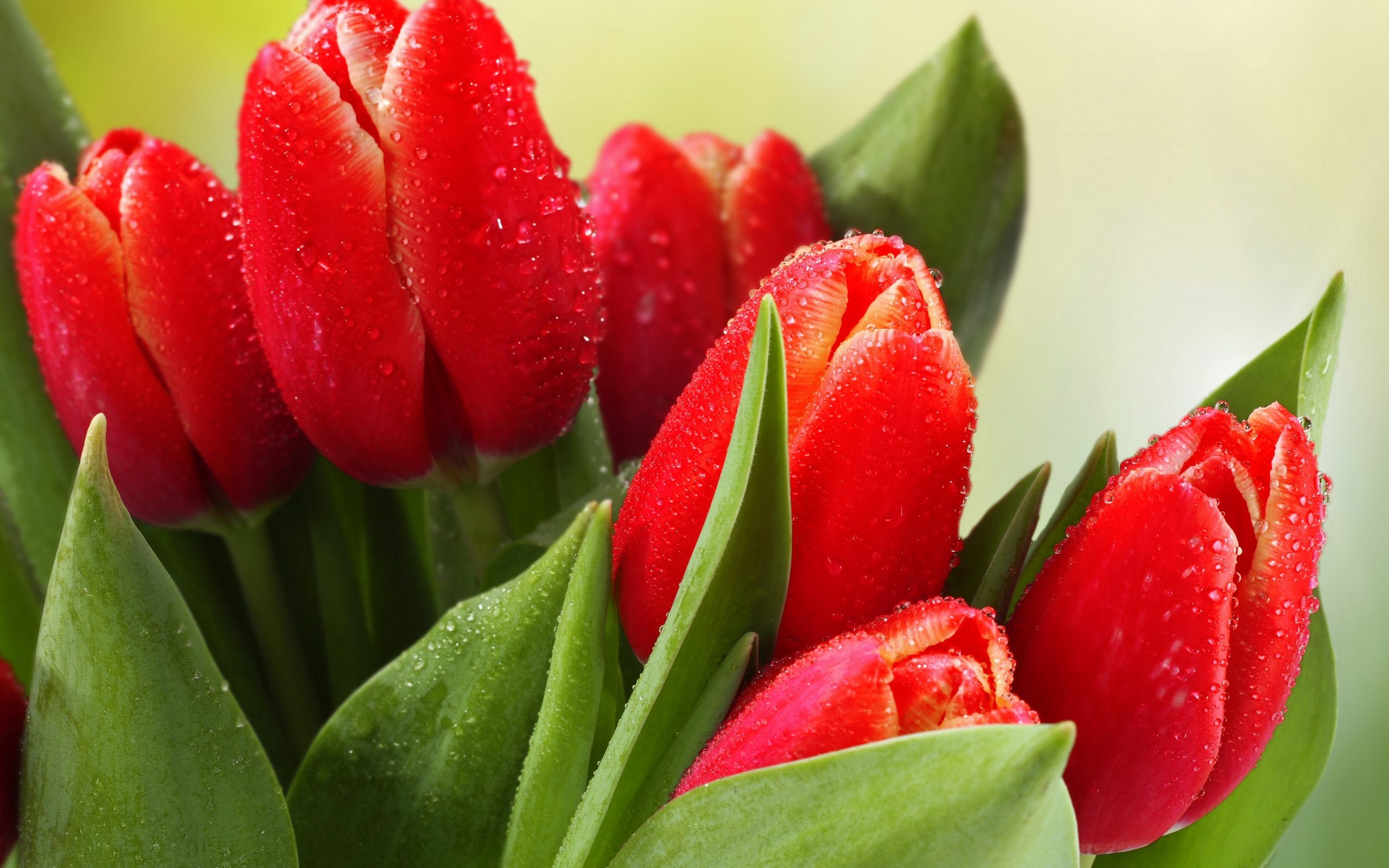 Red Tulips Wallpaper For Desktop Amp Mobile