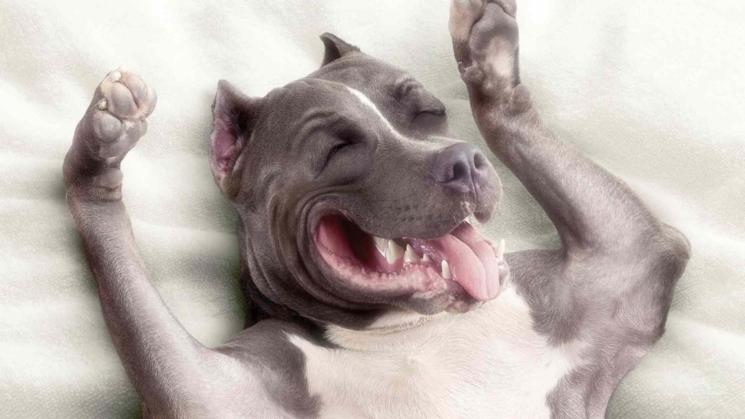 American Pit Bull Terrier HD Wallpaper