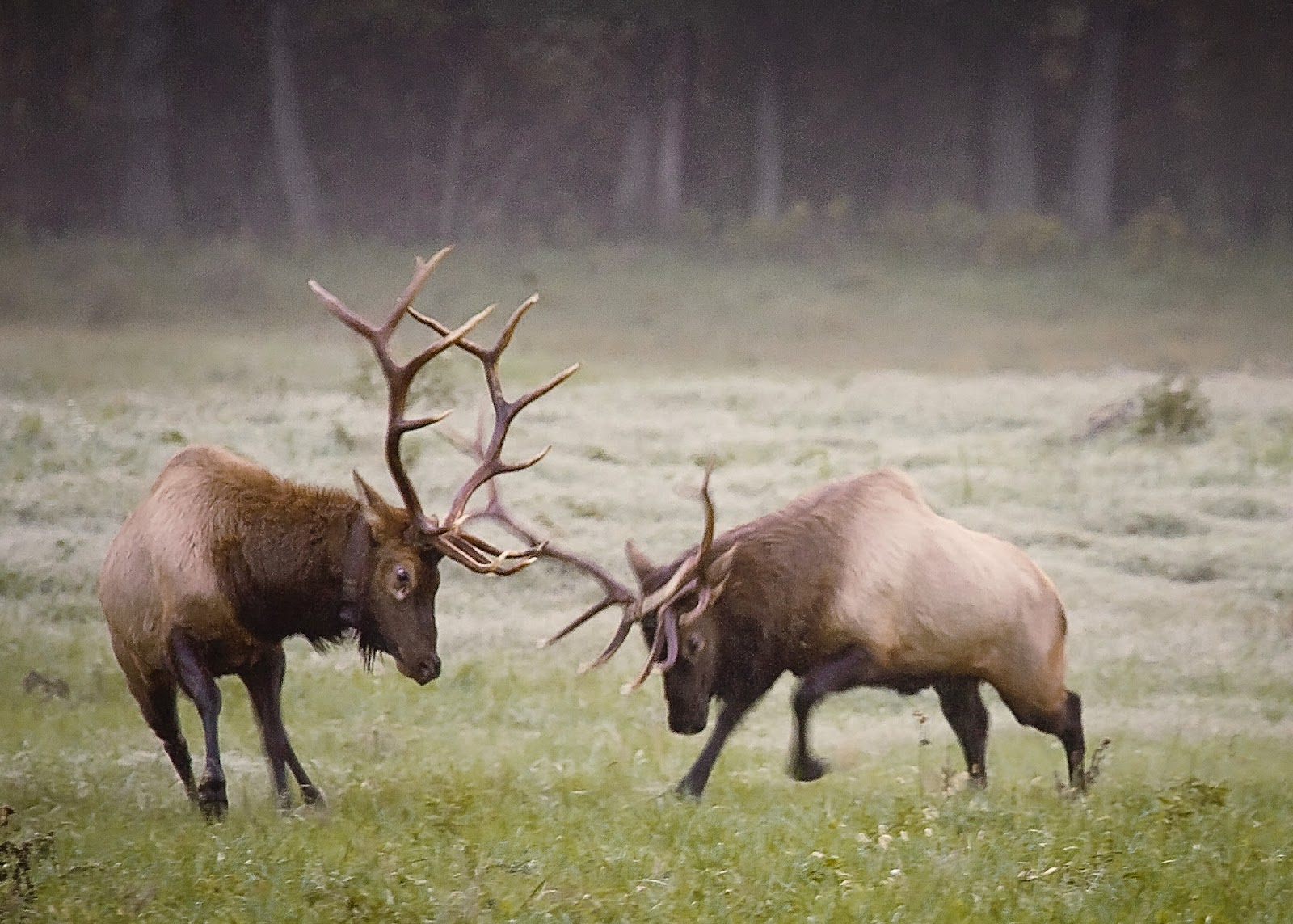 Bull Elk Pictures Witness Fights Get