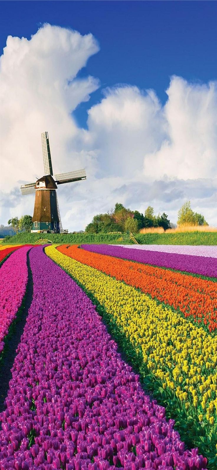 Tulip Fields Of Netherlands iPhone Wallpaper