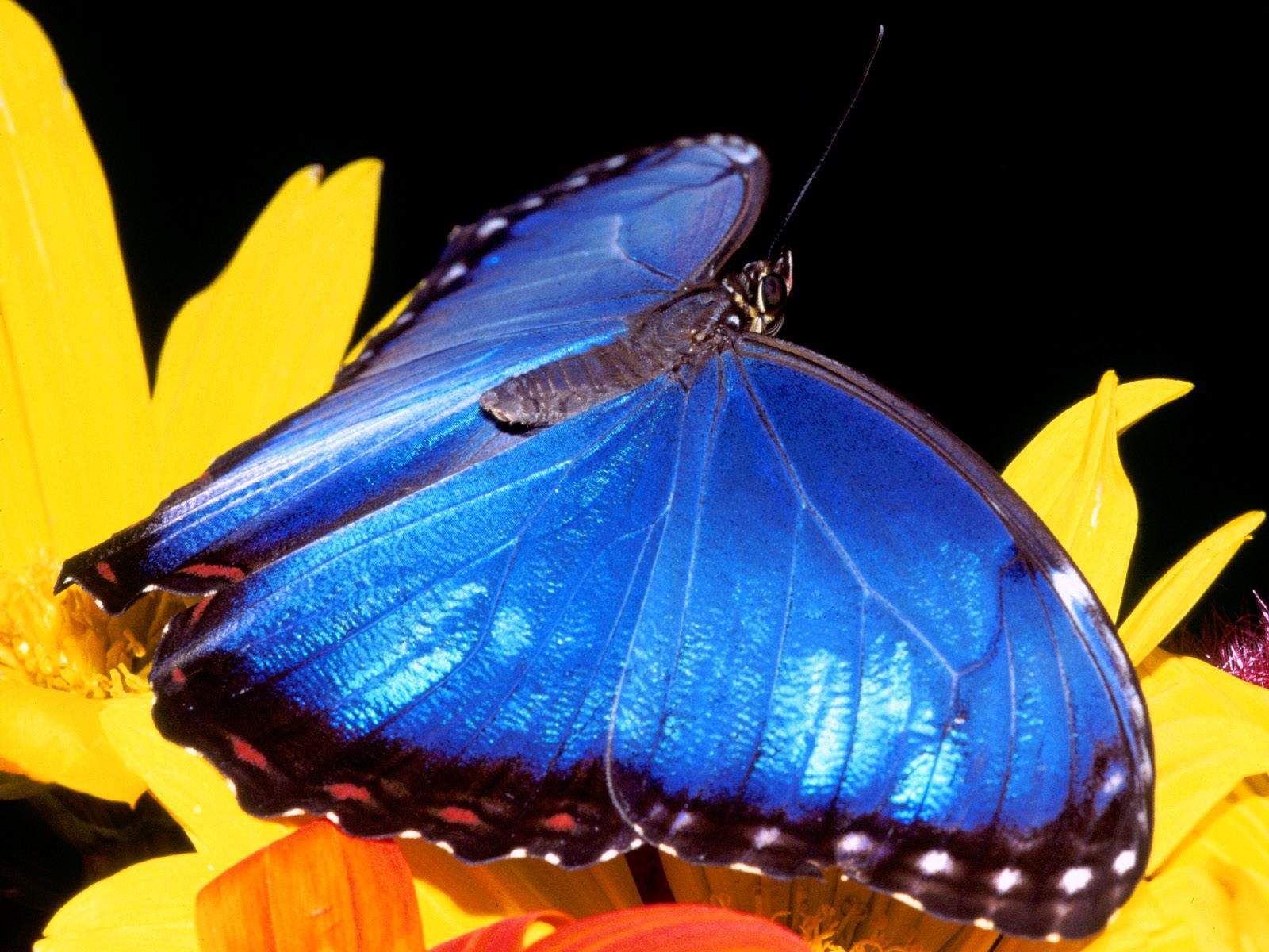 Blue Morpho Butterfly Wallpaper HD