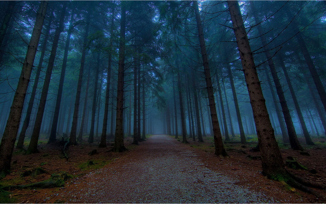 Twilight In The Quiet Woods Landscape Wallpaper