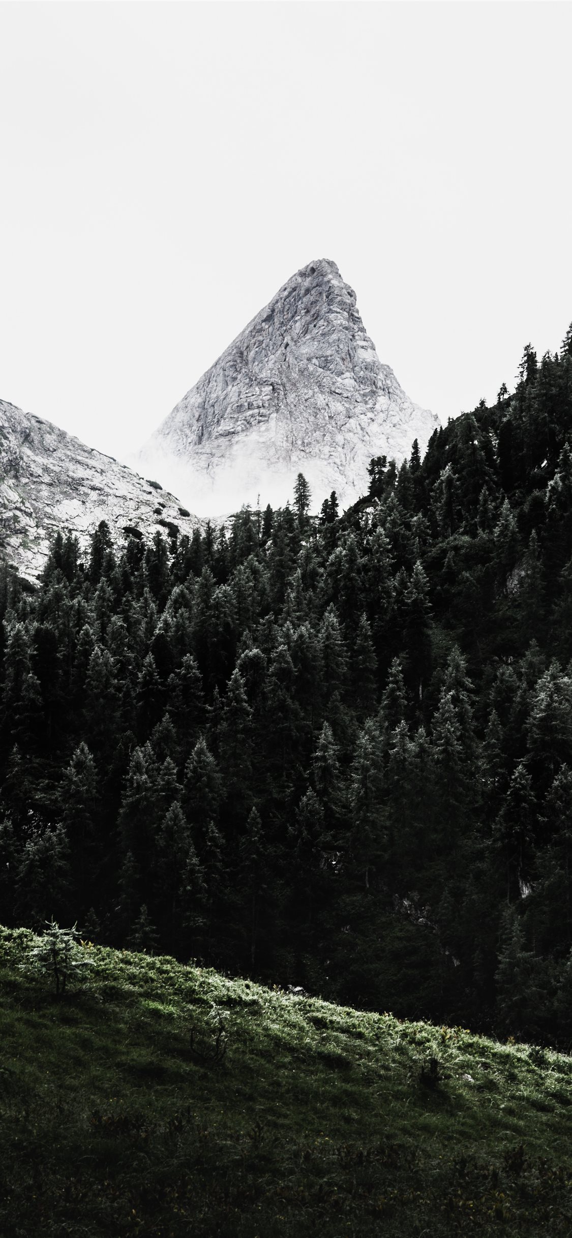 Green Pine Trees Across White Mountain iPhone Wallpaper