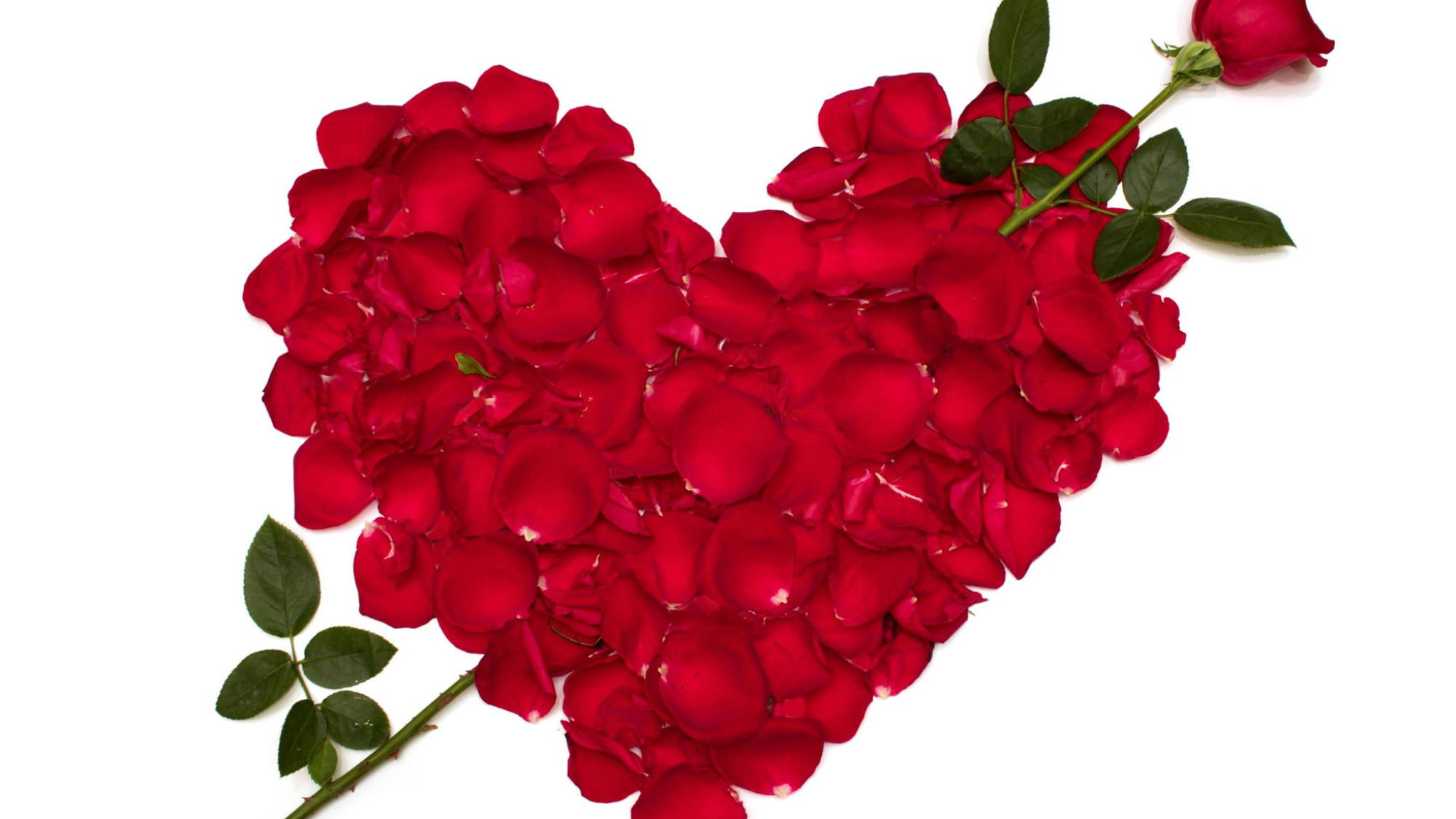 Roses Heart Red Petals Flowers Love Valentine S Day
