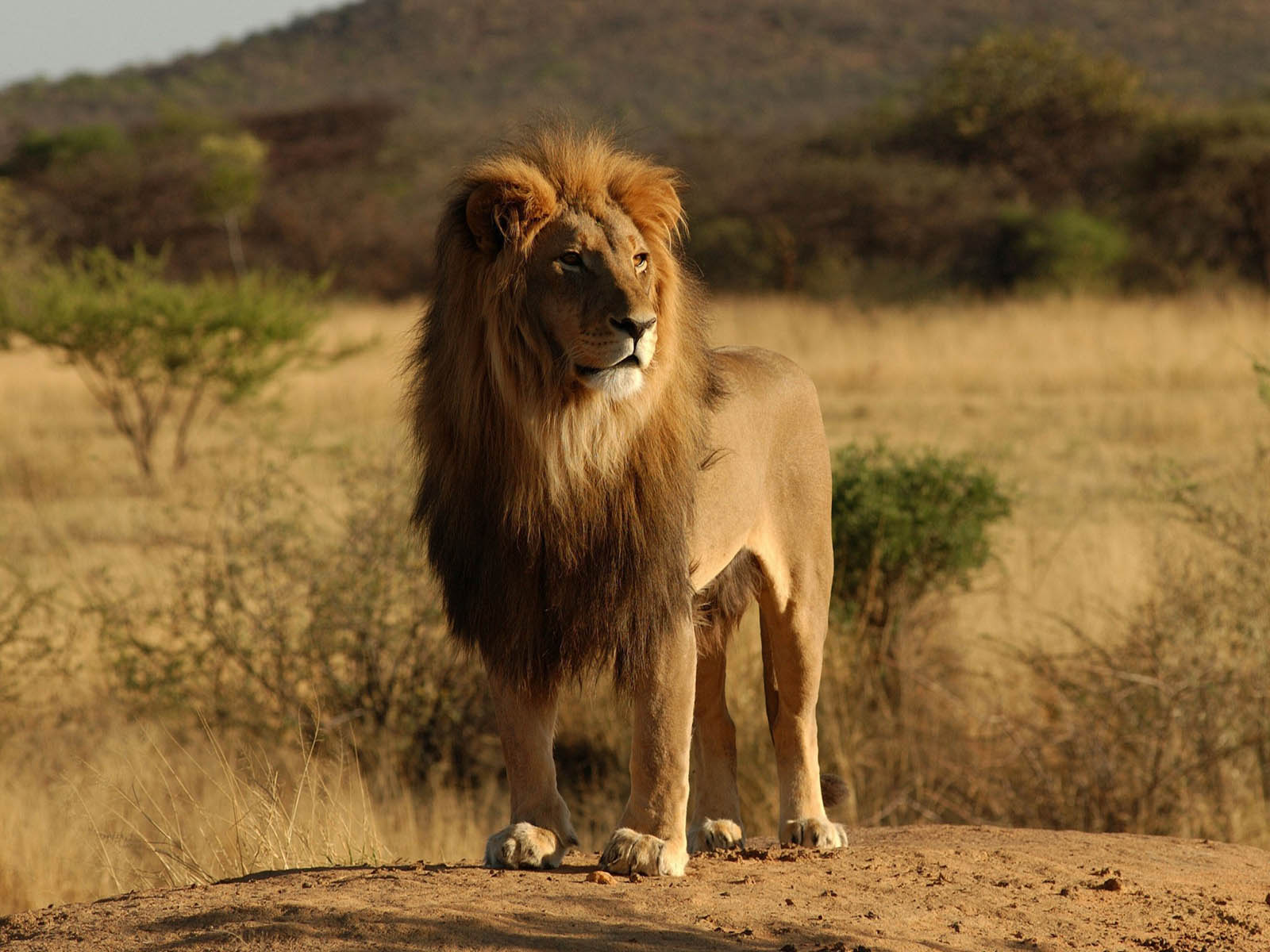 A majestic male lion standing proudly in the African savanna