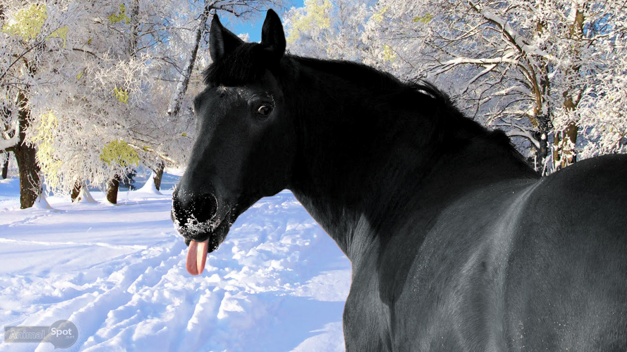 Horse Wallpaper HD Desktop