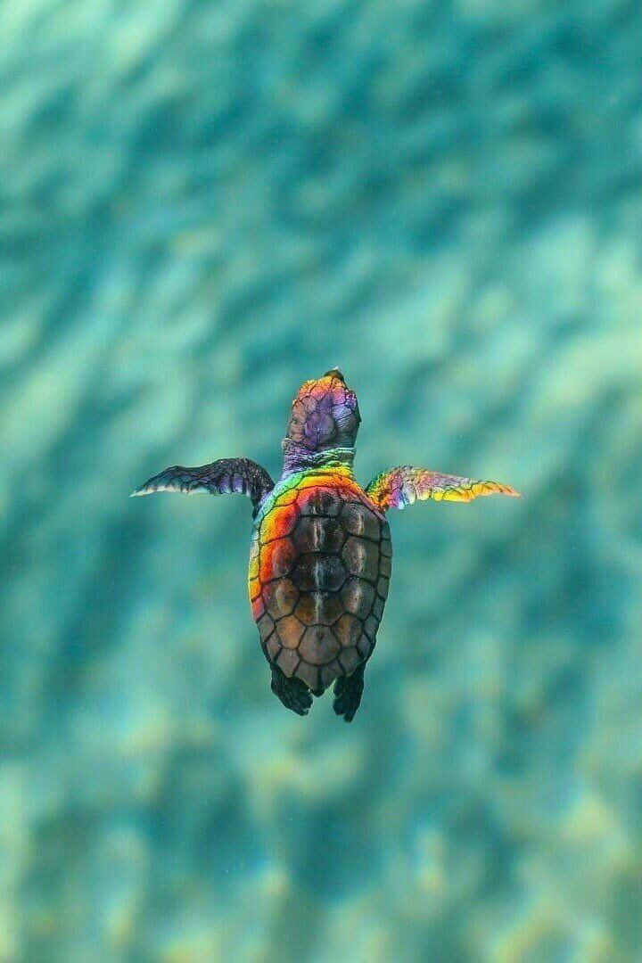 Adorable Baby Turtle Finds A Home Wallpaper