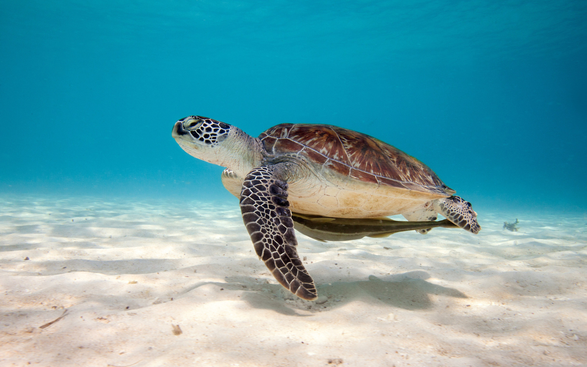 Cute Turtle Wallpaper