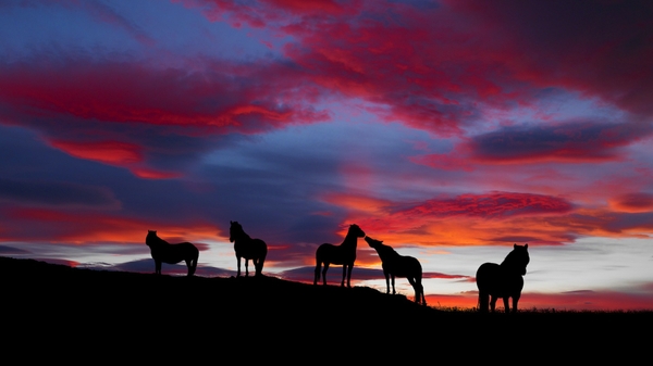 Icelandic Wallpaper Horses Desktop