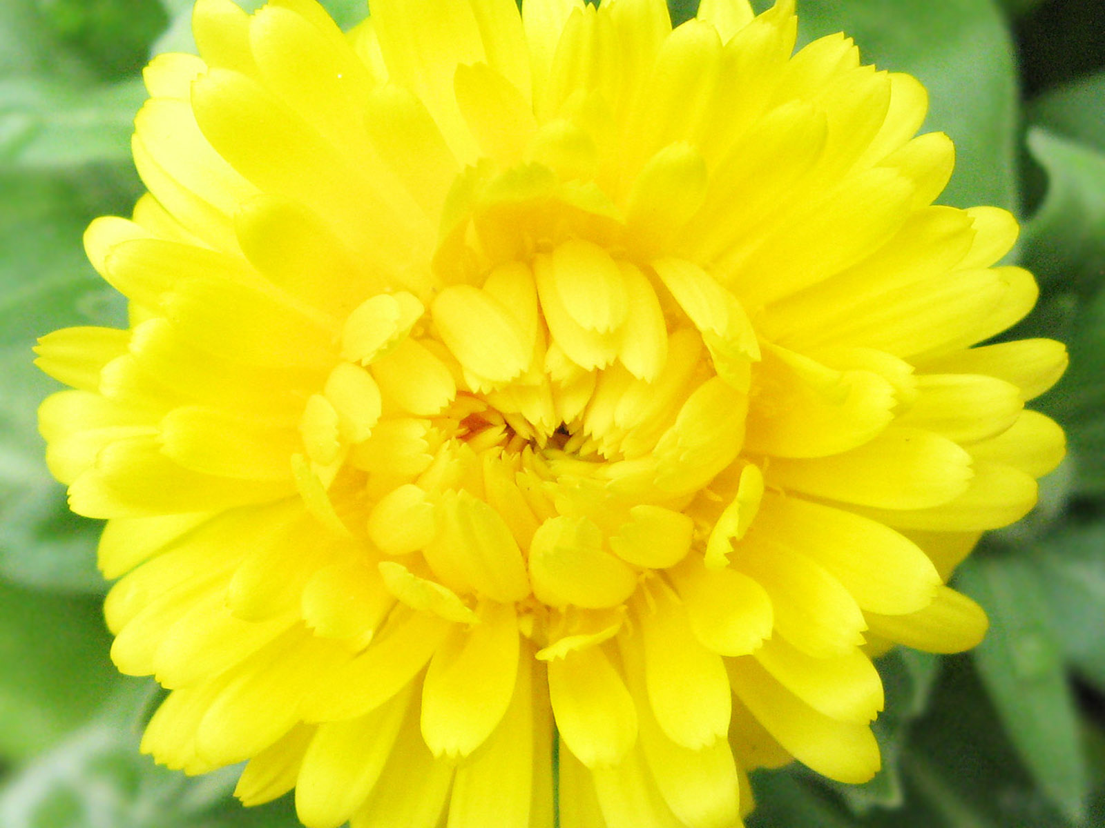Flowers Yellow Flower High Quality Background Pictures