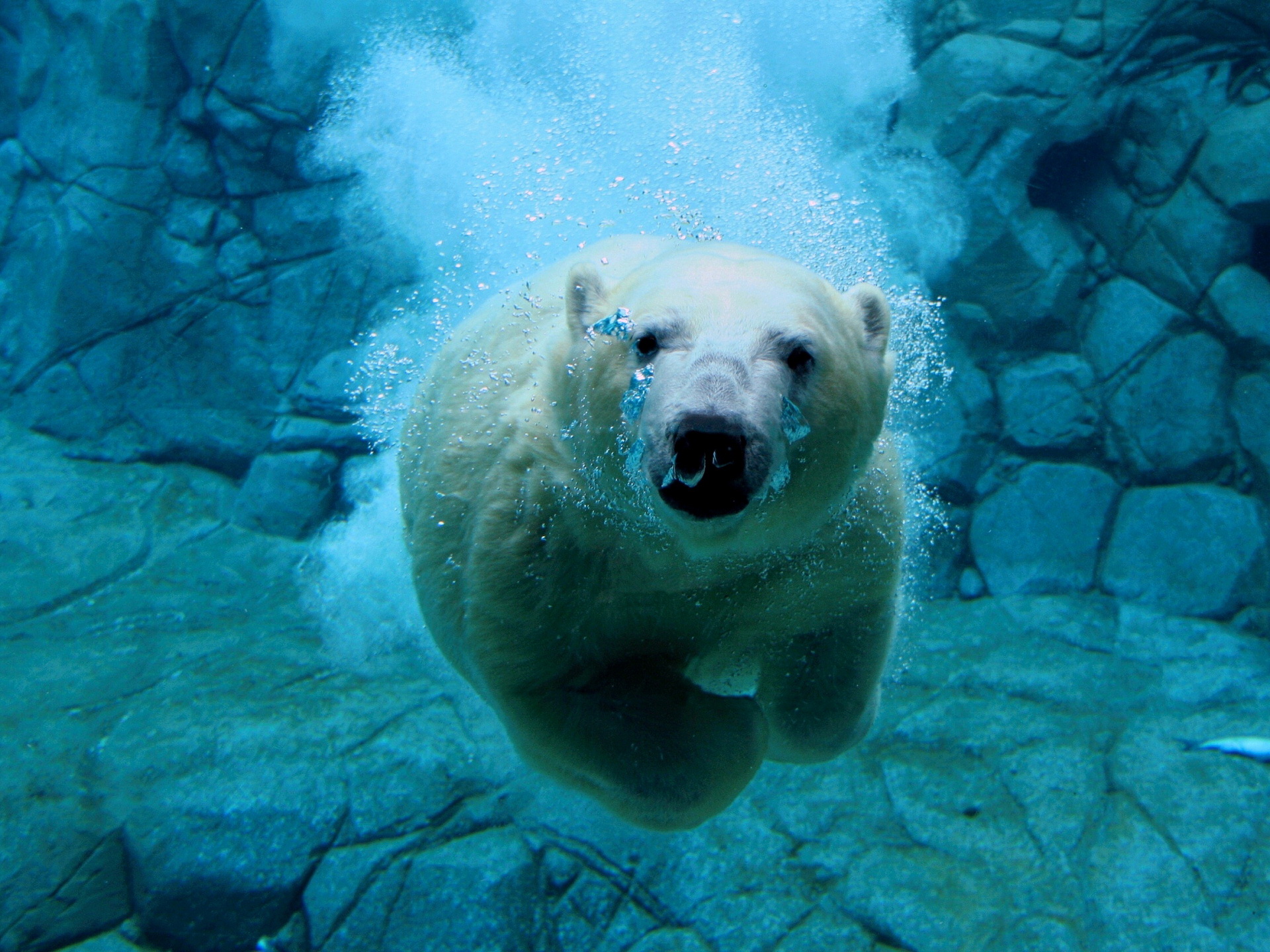 Swimming Polar Bear Desktop Wallpaper Stock