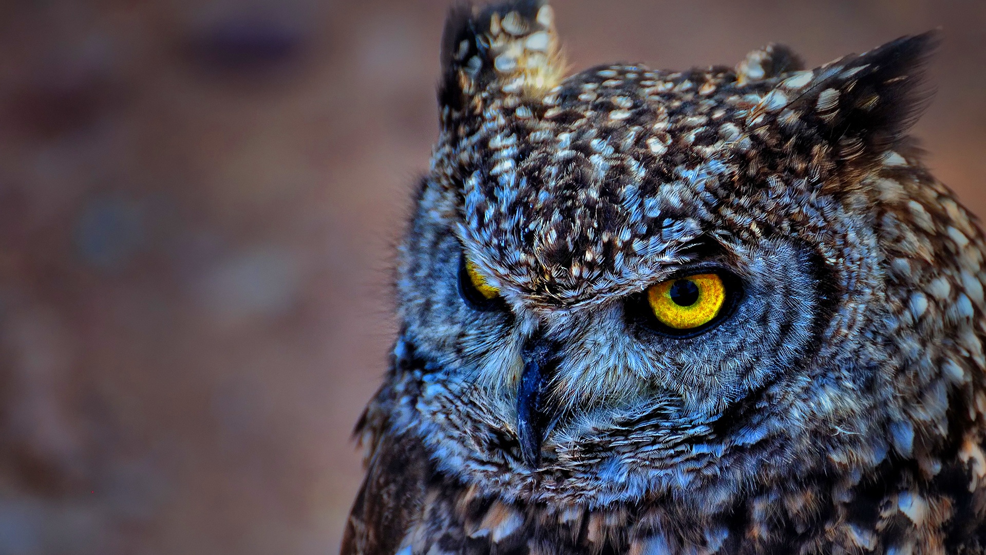 Owl Wallpapers HD images Live HD Wallpaper HQ Pictures
