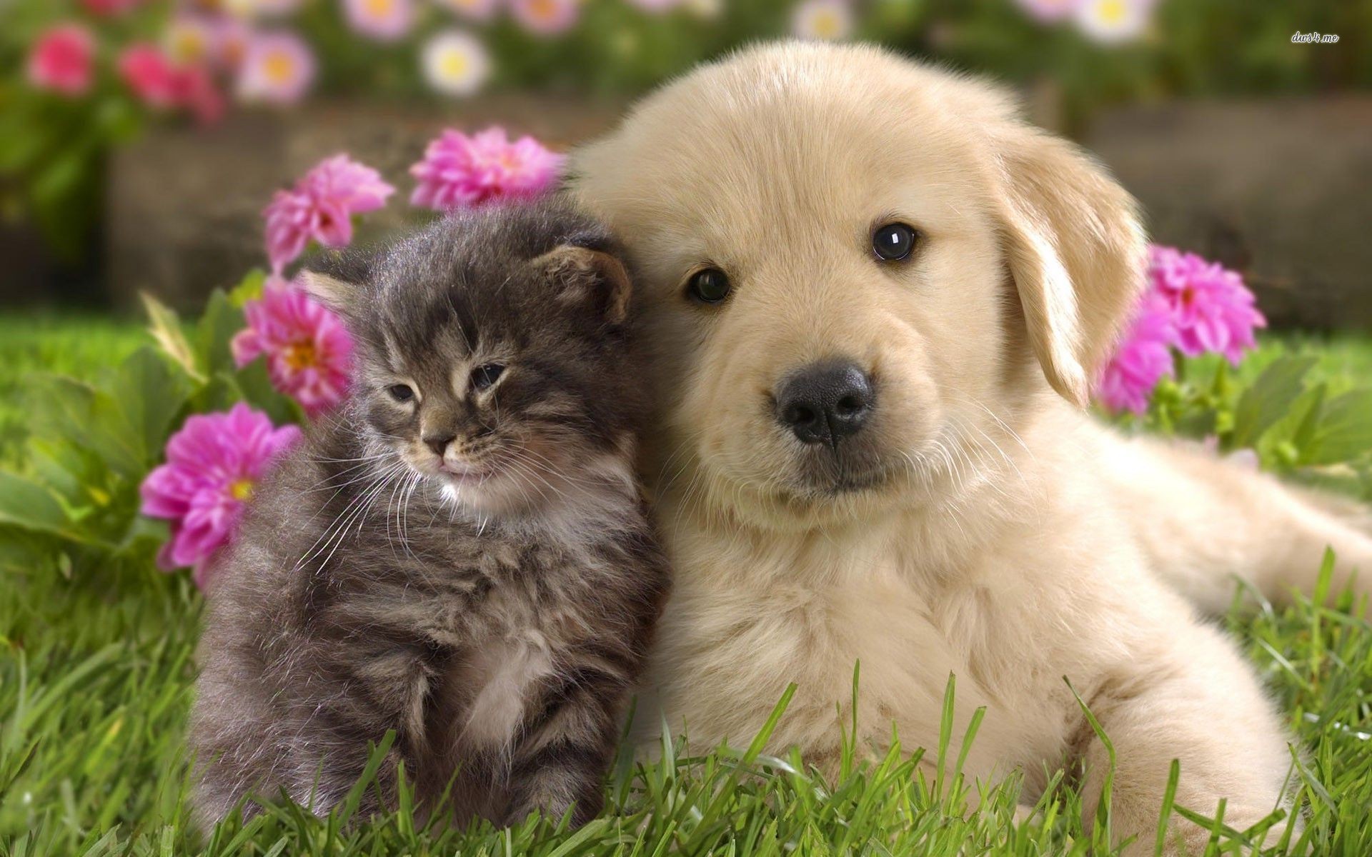 Golden Retriever Puppy And Kitten Wallpaper Animal