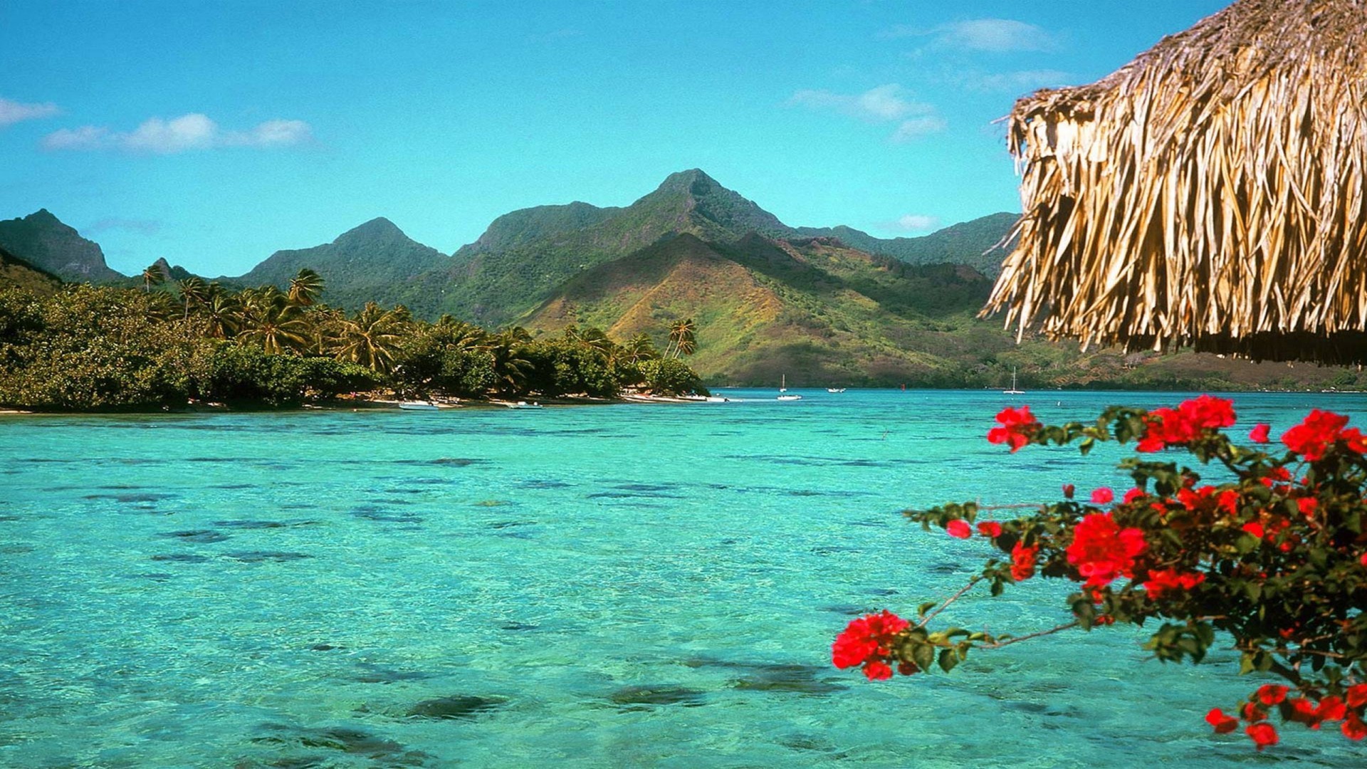 Tropical Desktop Background Wallpaper