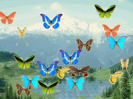 Animated Butterfly Pond Screensaver