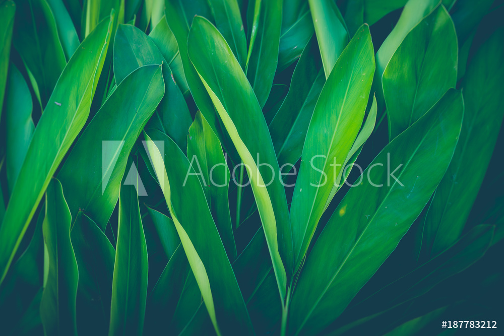 Fotografie Obraz Fresh Tropical Green Leaves Background Posters Cz