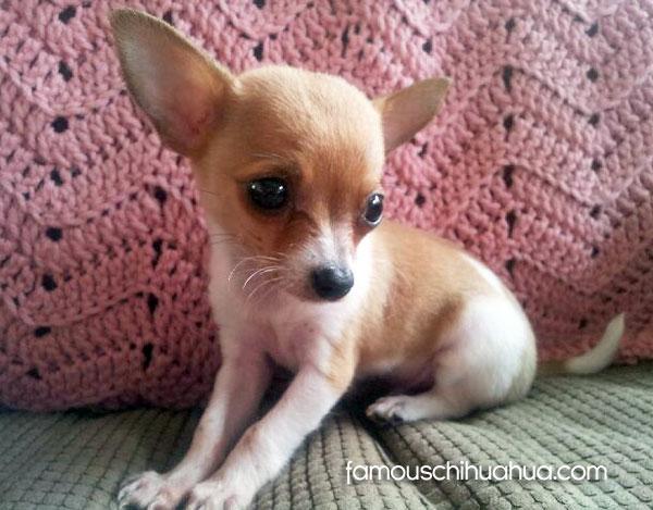 Pictures Chihuahuas Teacup For Sale Para Aque Black Chihuahua