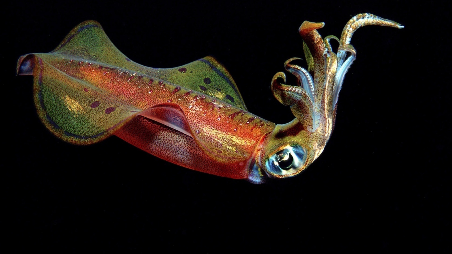 Get the latest squid beauty underwater inhabitant news pictures and