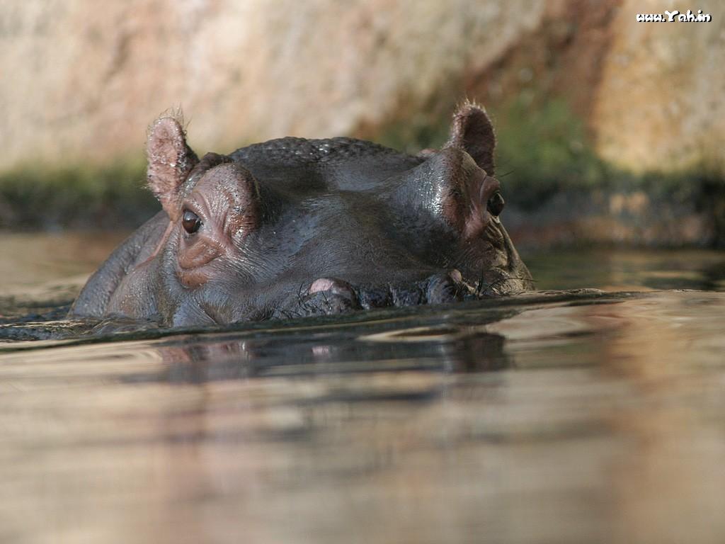 Hippo Wallpaper Hippos
