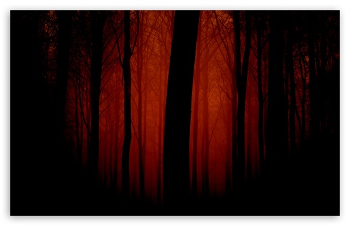 Bloody Forest HD Desktop Wallpaper High Definition Fullscreen