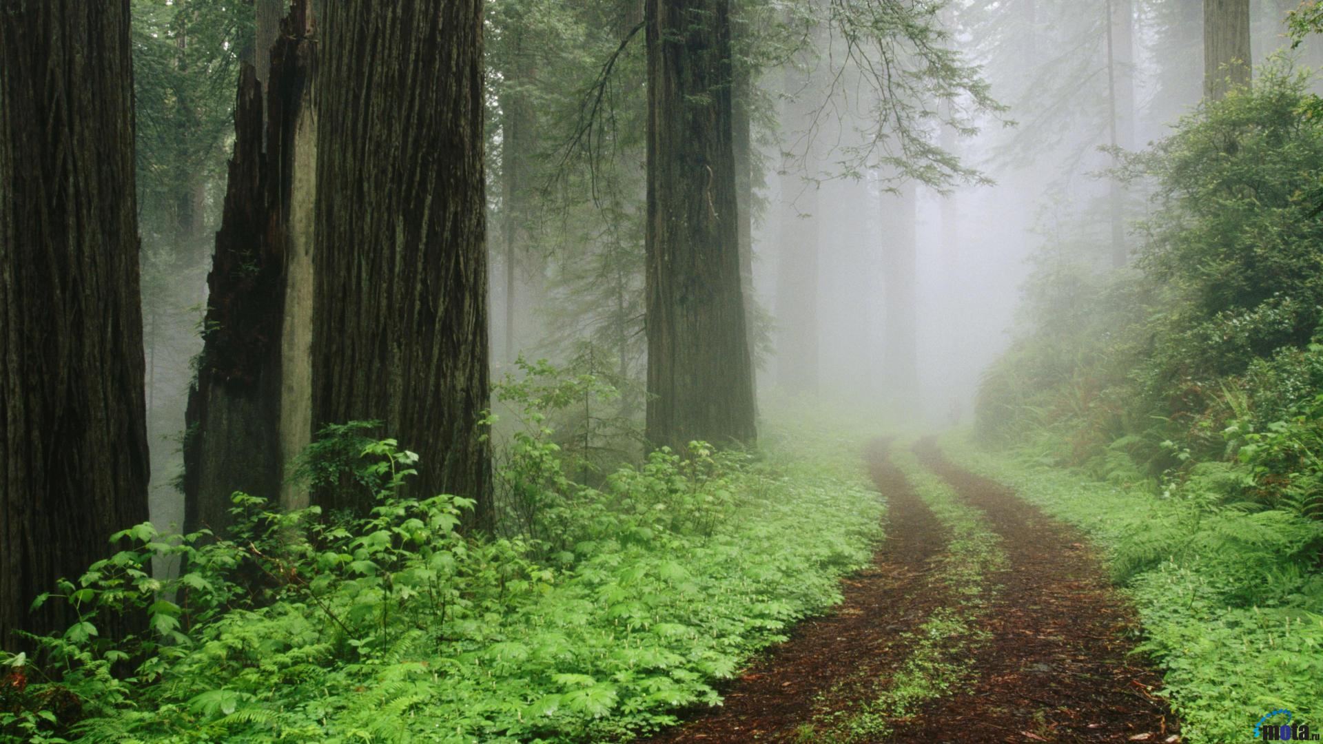 Wallpaper Fog In Redwood Forest California X HDtv