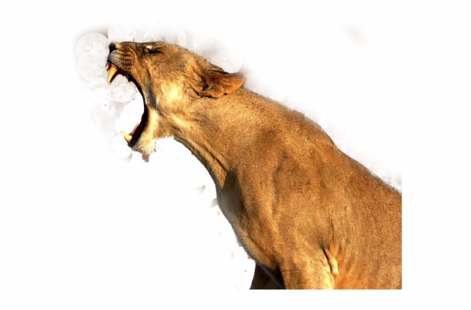 Lion Png Image Roaring Transparen Image Pngio