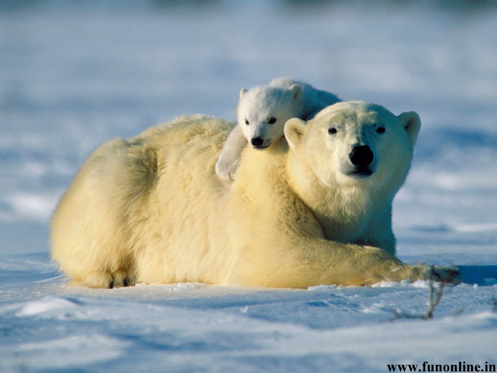 Polar Bear Wallpaper Arctic Bears HD