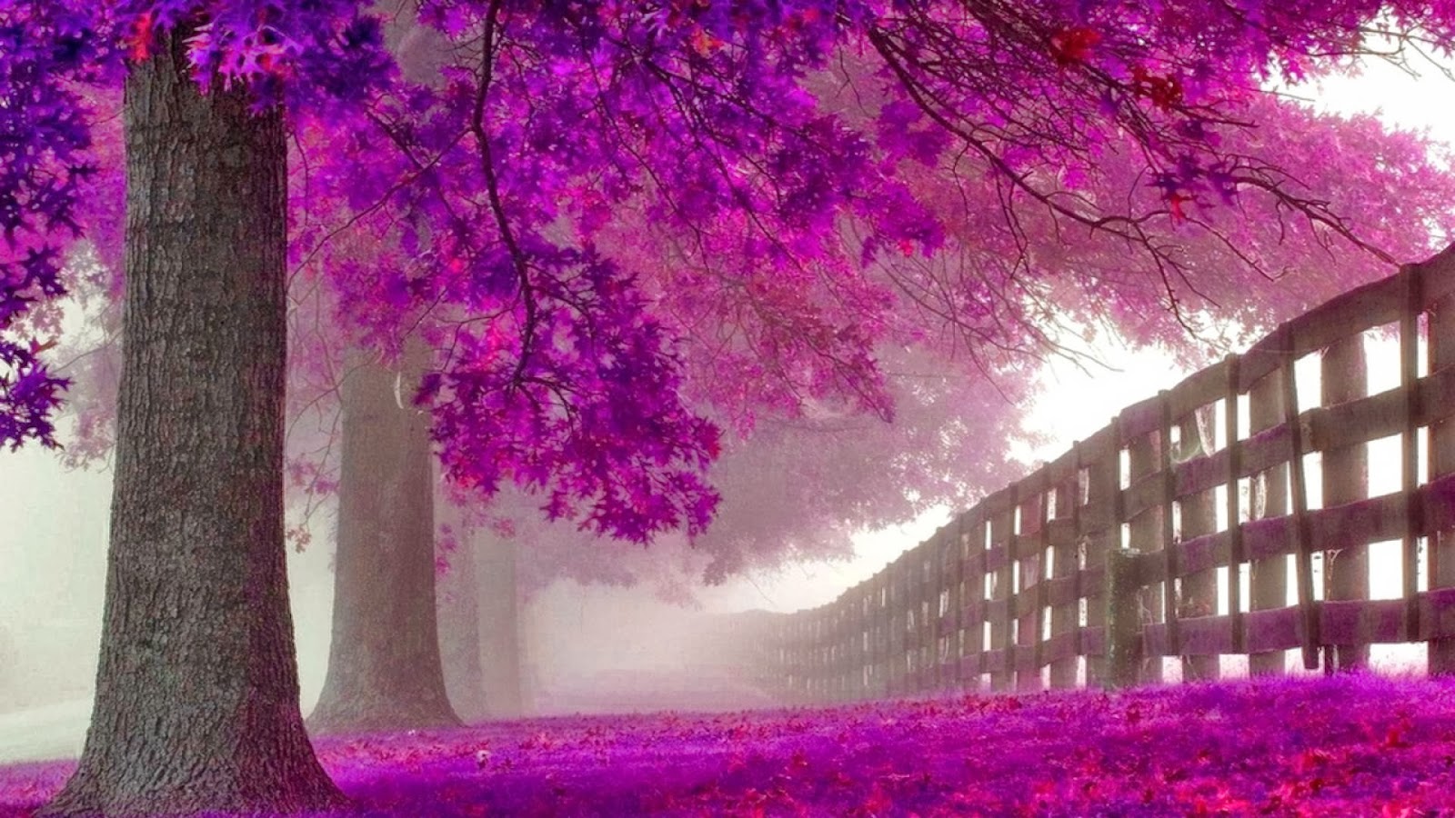 HD Wallpaper Desktop Purple Tree