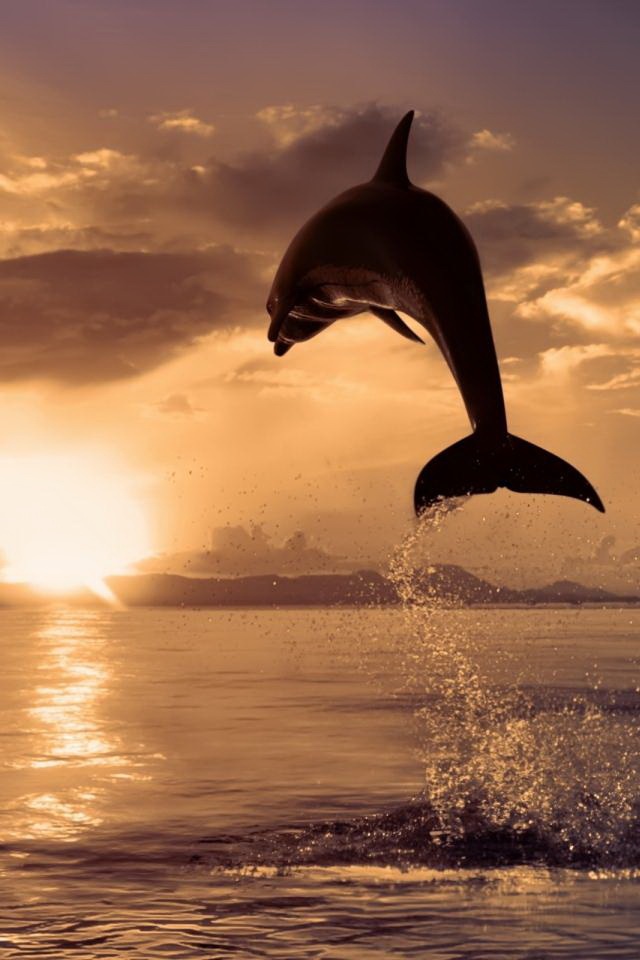 Dolphin iPhone HD Wallpaper Part Of Your World
