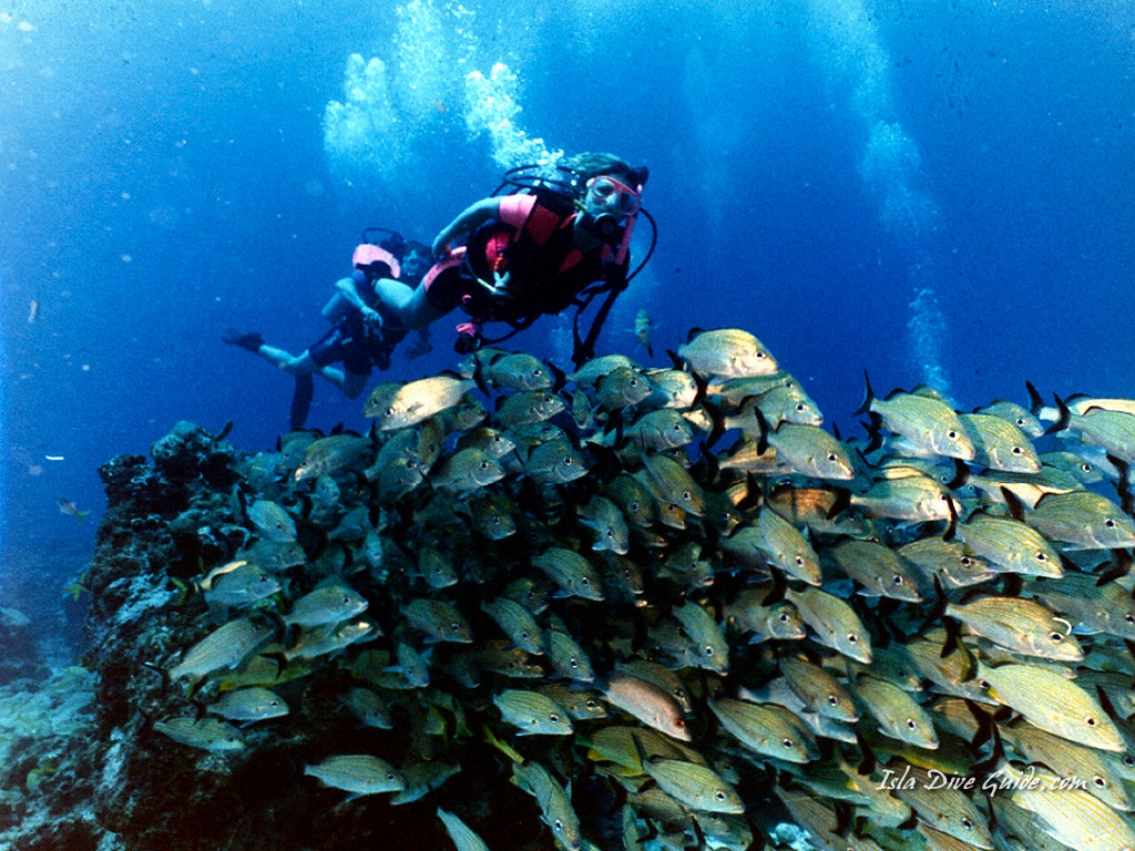 Scuba Diving Screen Savers