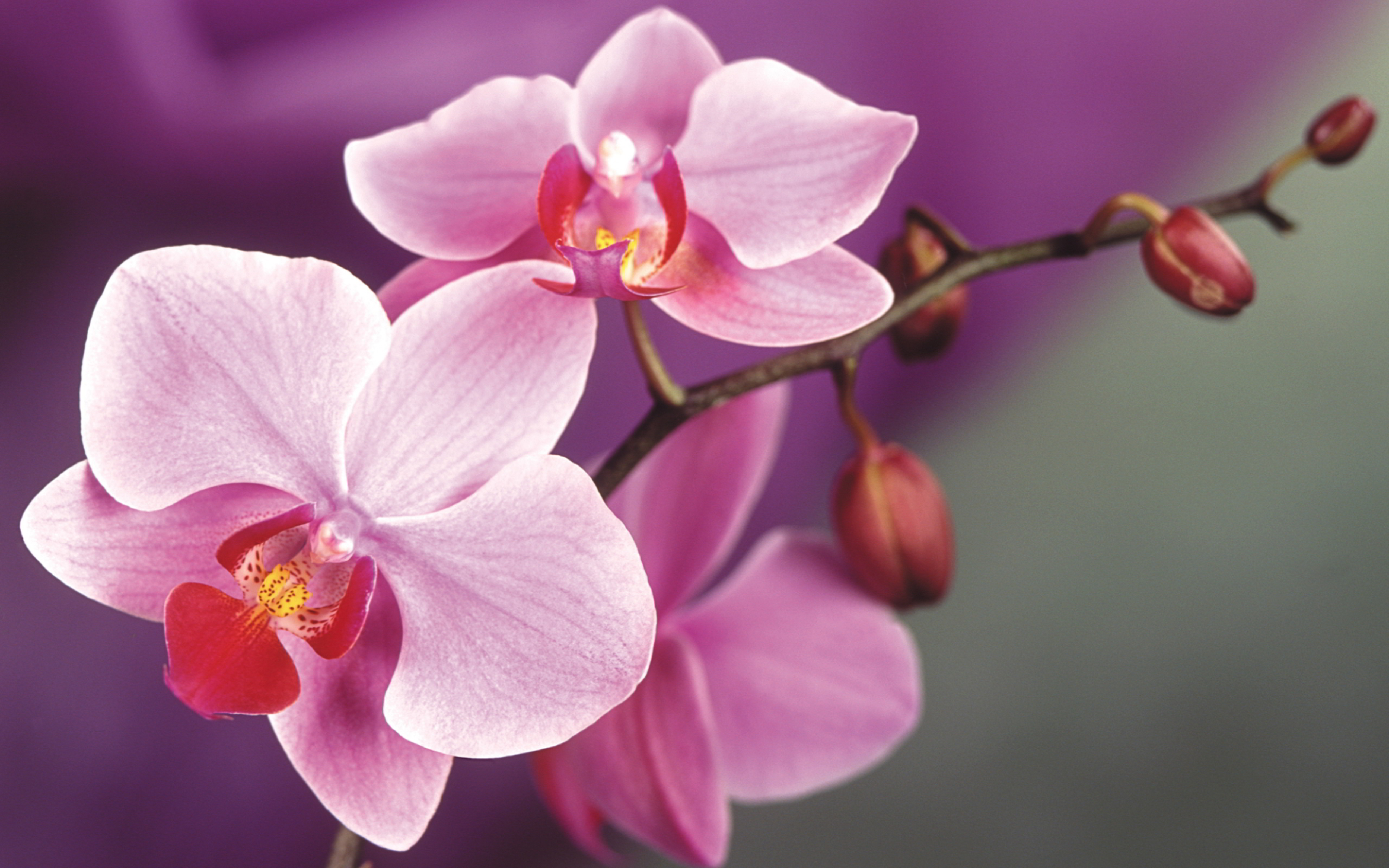 Macro Wallpaper Beautiful Pink Orchid Flower