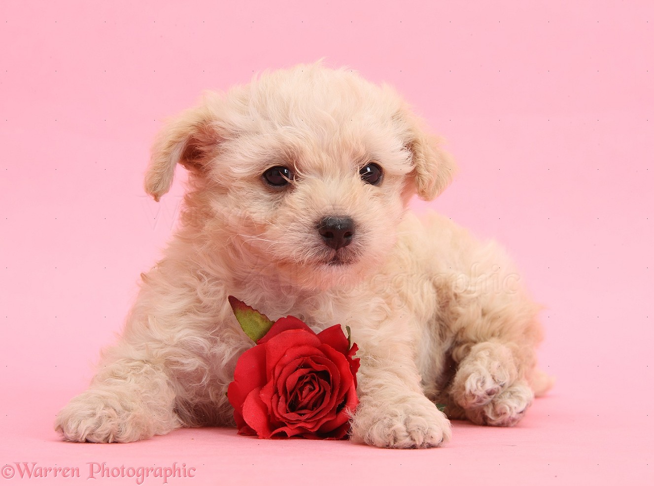 Dog Cute Valentine Puppy With Rose On Pink