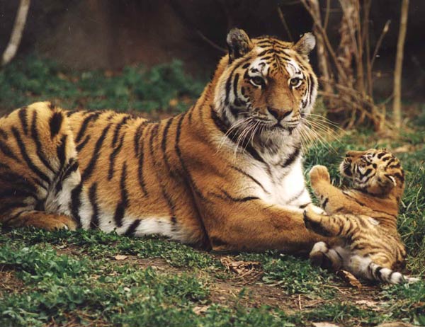 TIGER WALLPAPERS Siberian Tigers
