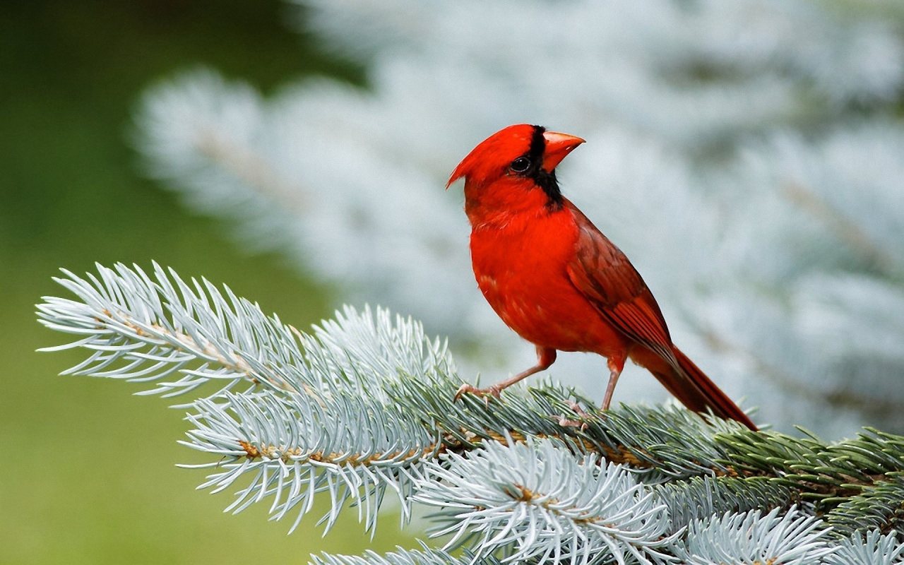 Cardinal Bird Slwallpapers