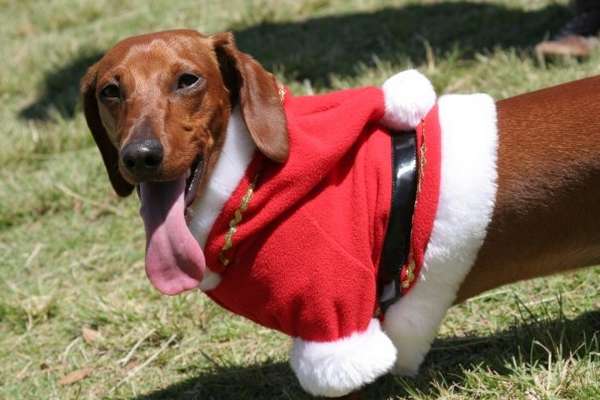 Christmas Dachshund On The Grass Photo And Wallpaper Beautiful