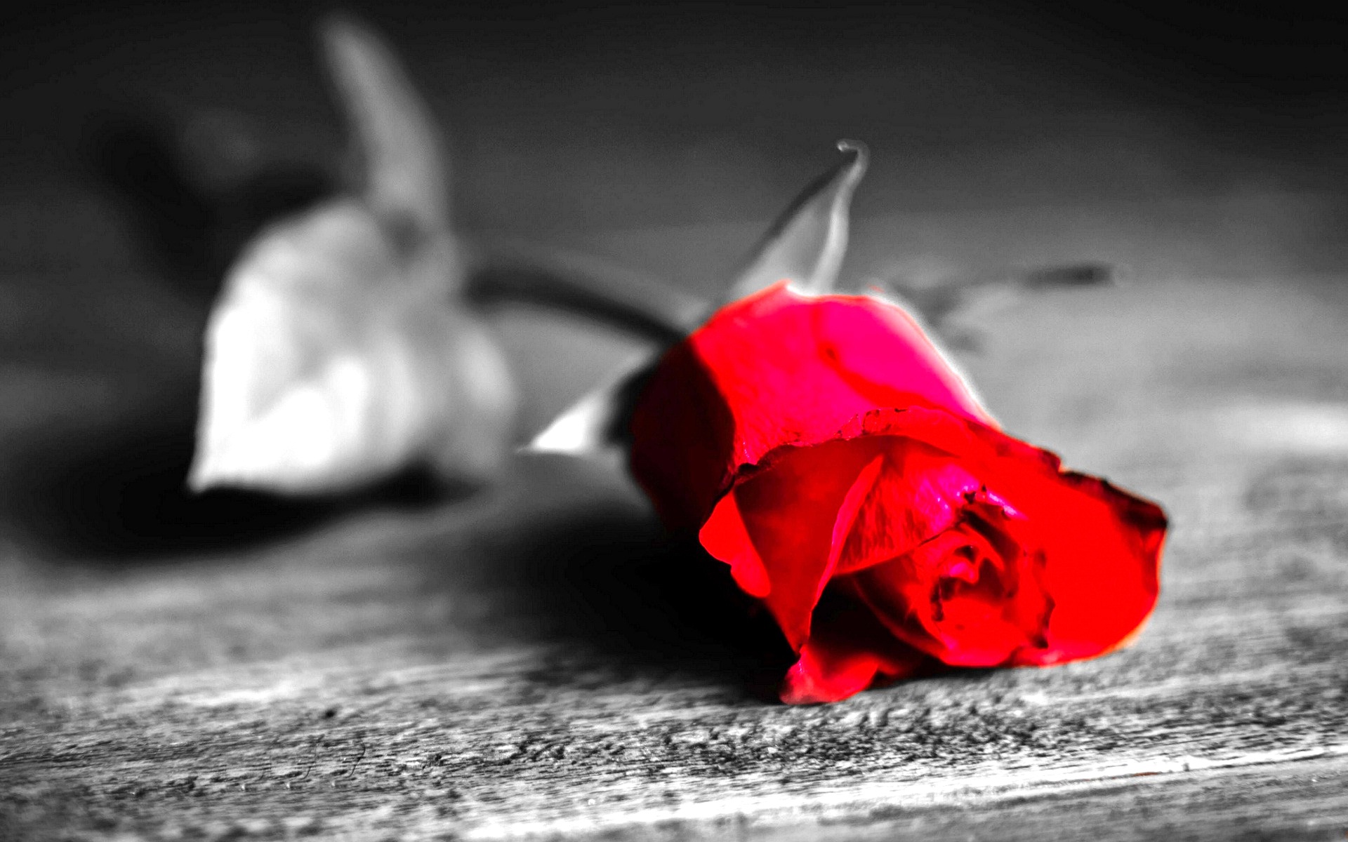 Red Rose Black And White Background Walls New HD