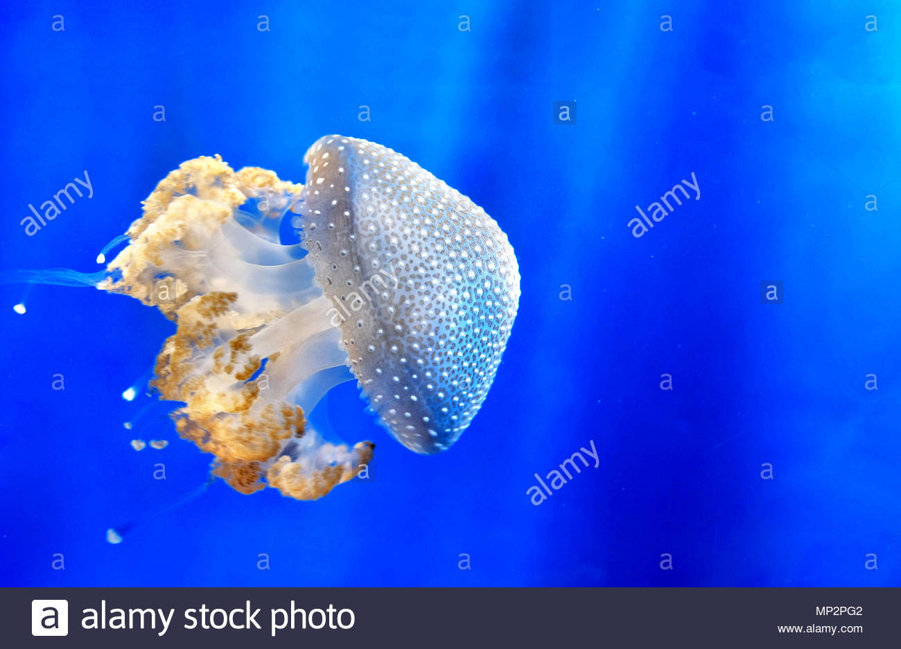 White spotted jellyfish Floating bell Australian spotted jellyfish