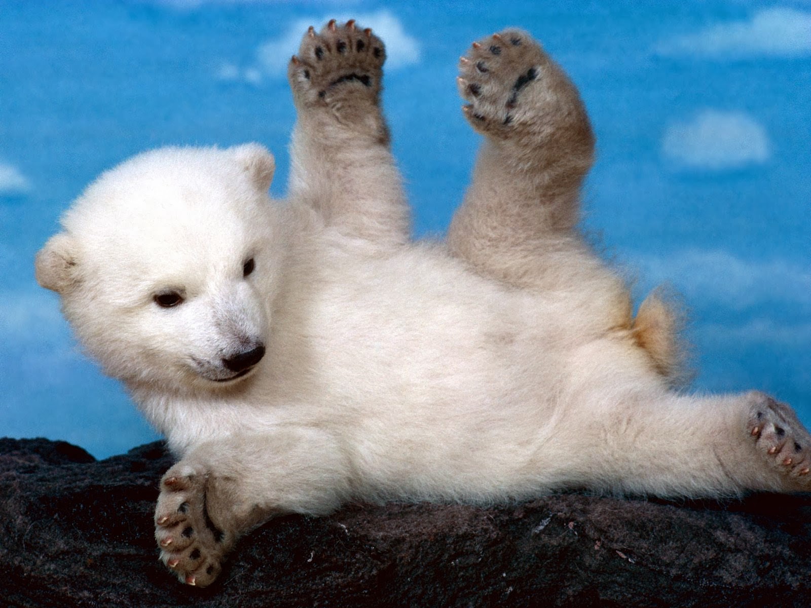 Cute Baby Polar Bear Wallpaper High Quality