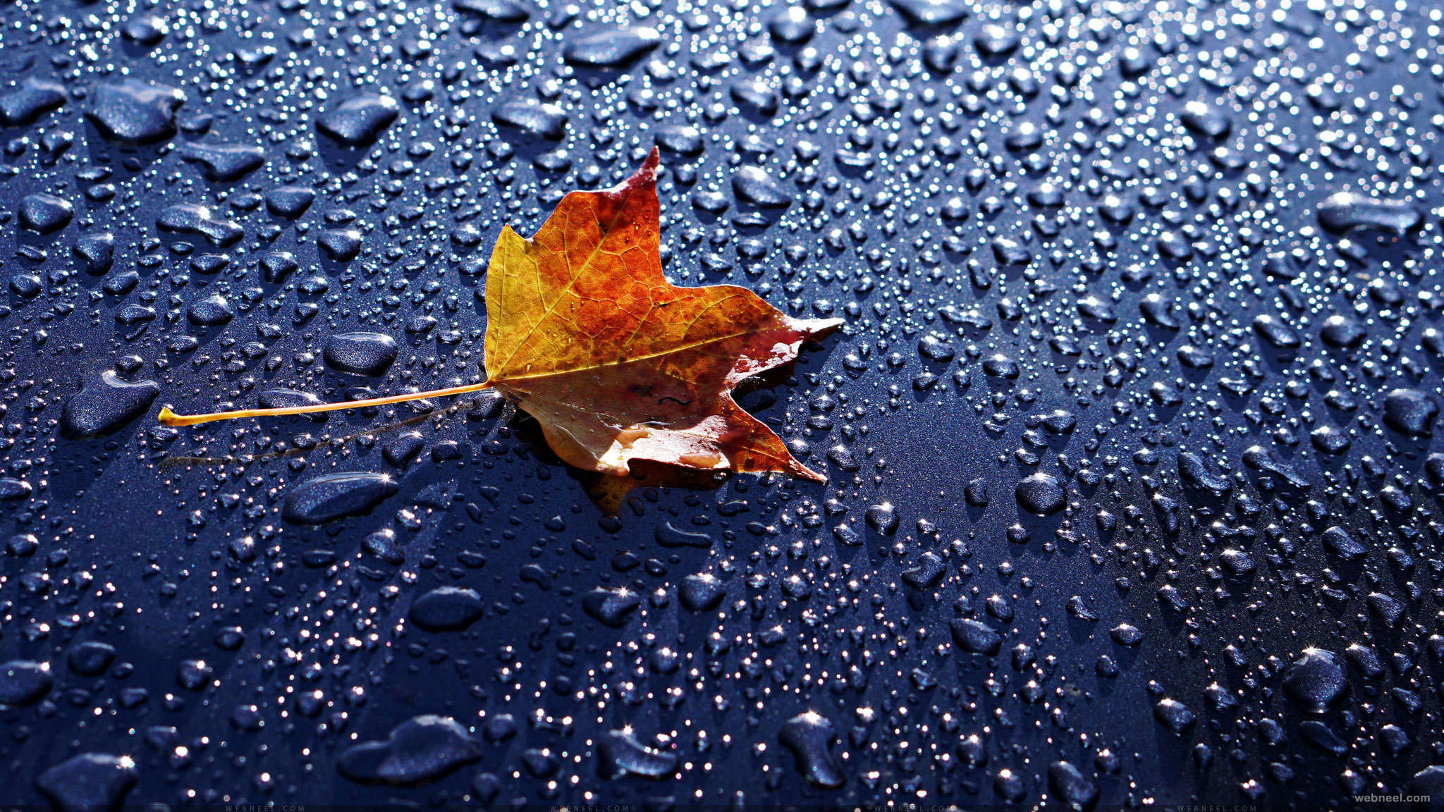 Beautiful HD Rain Wallpaper For Your Desktop