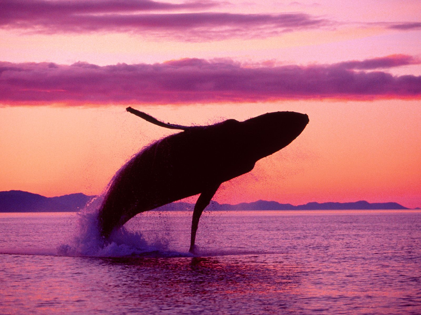 Hump Back Whale Humpback Whales Wallpaper