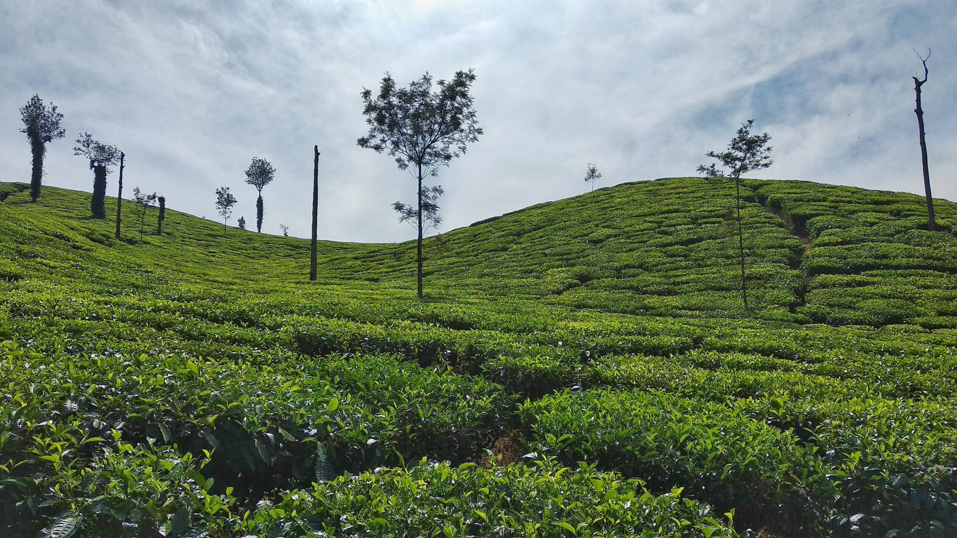 Tea Garden Wallpaper