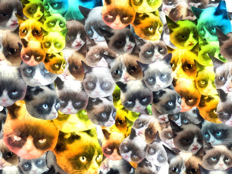 Tard the Grumpy Cat Wallpaper by SGTMYAngeles on deviantART