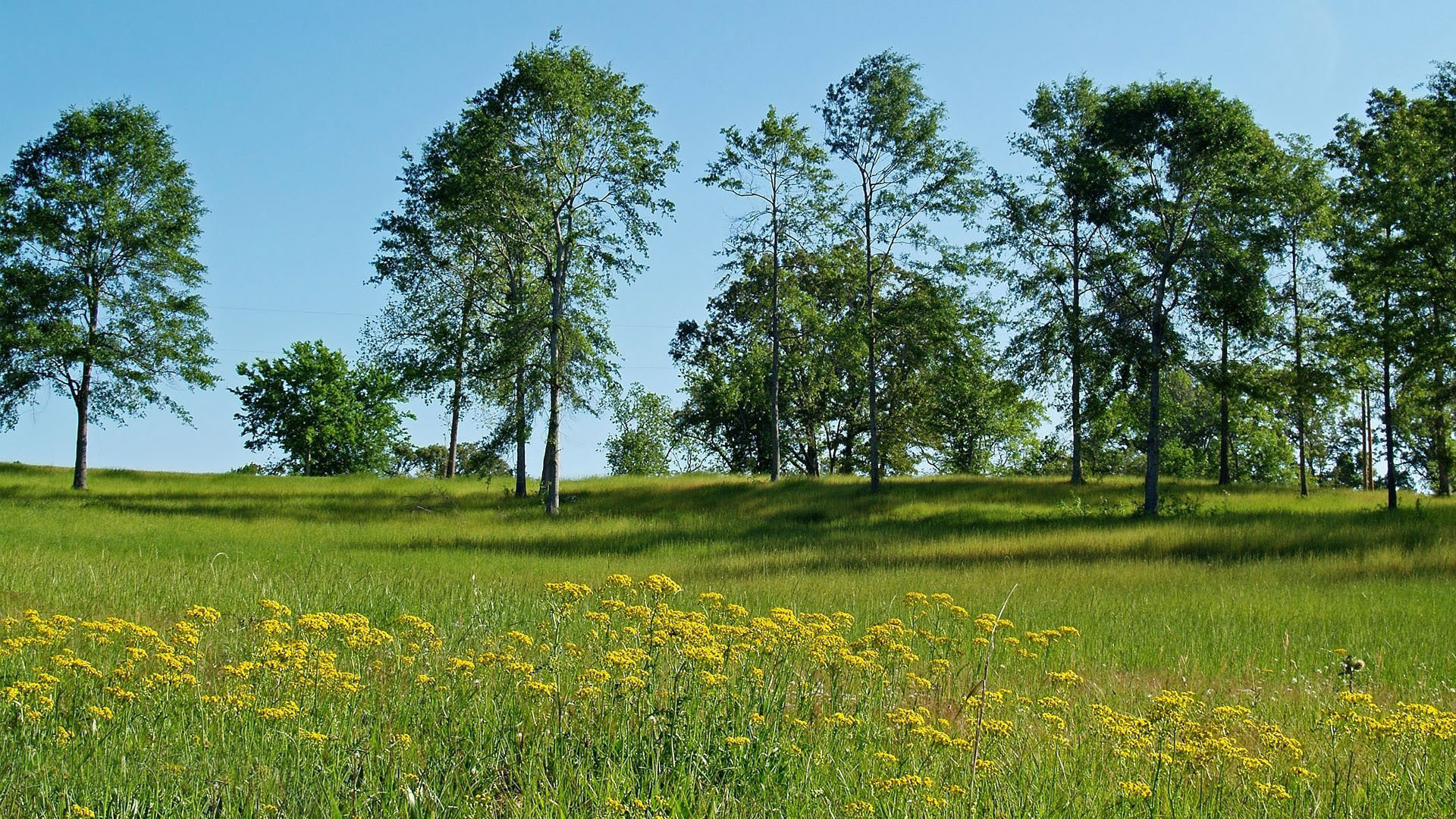 Meadow In The Spring Wallpaper