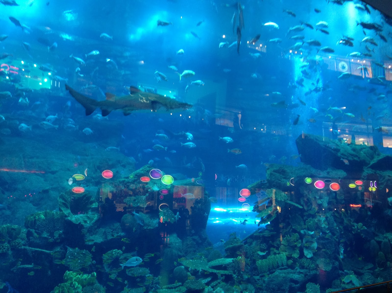 Dubai Mall Aquarium Wallpaper Travel HD