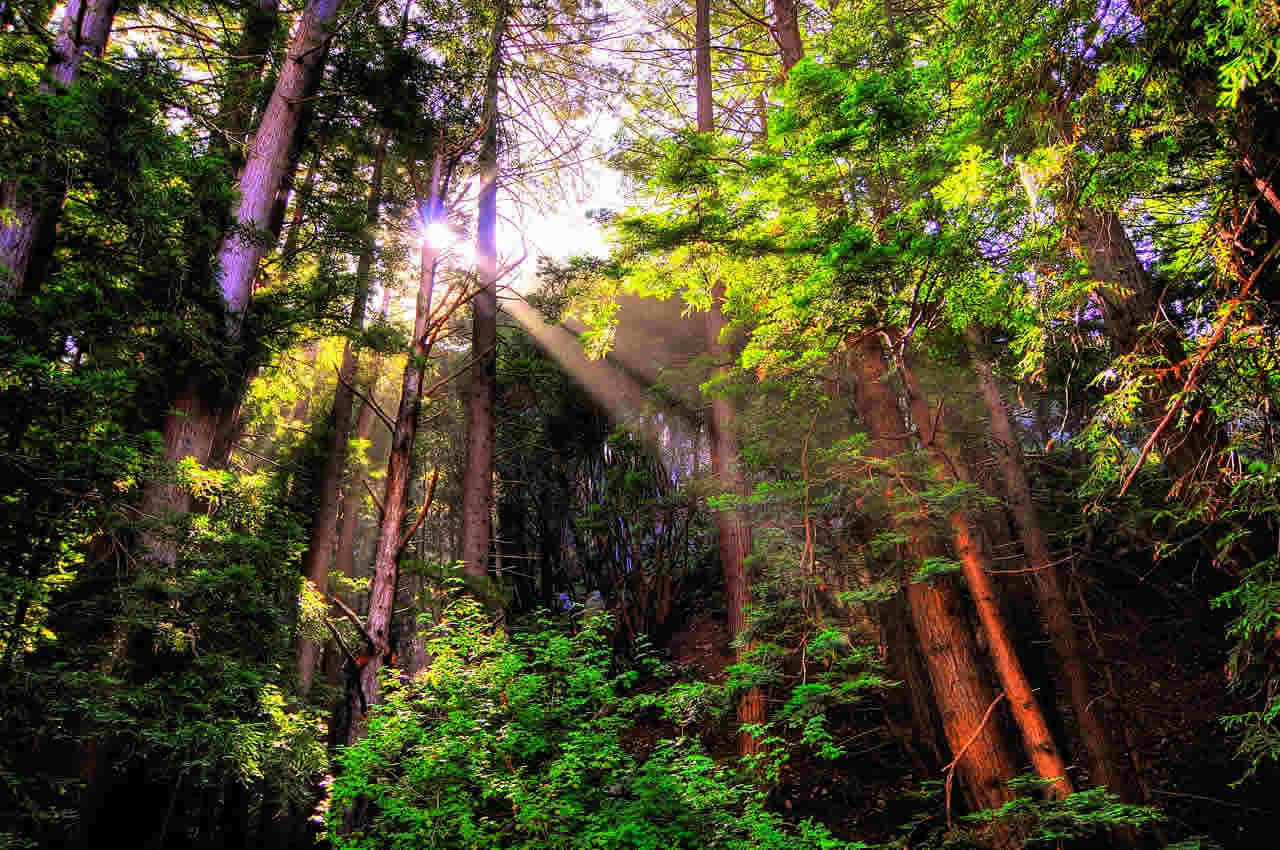 Big Sur Widescreen Wallpaper Redwood Forest Sun Beams In Beautify