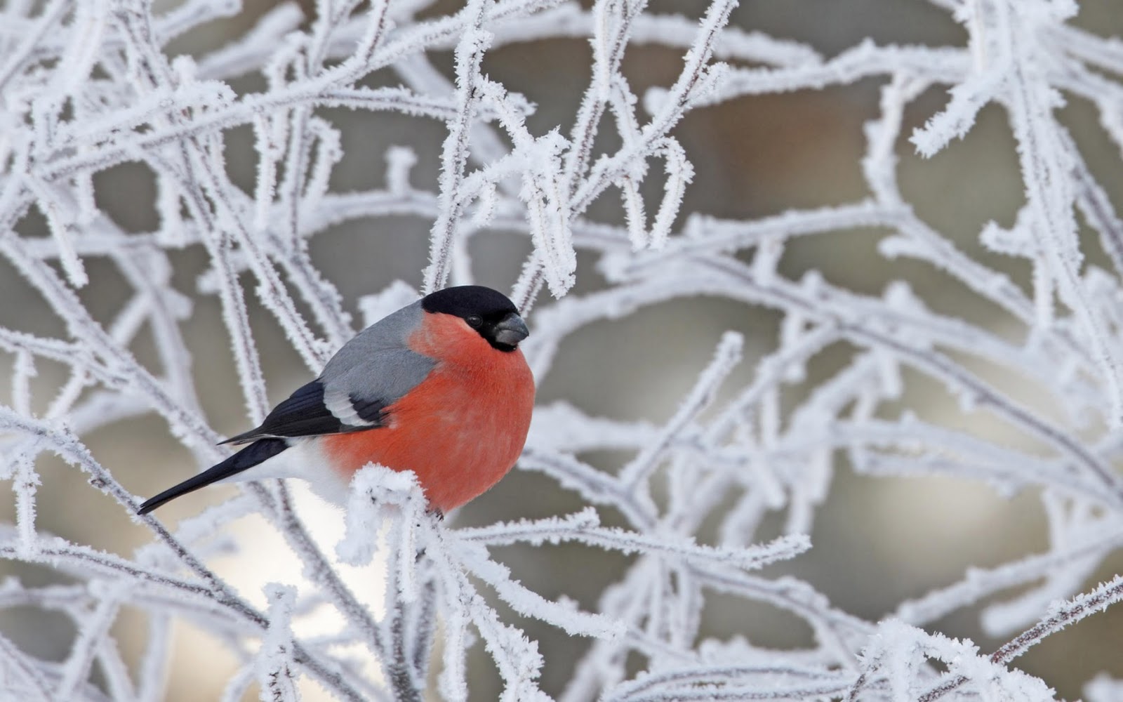 Beautiful Birds in Winter Wallpapers cini clips 1600x1000