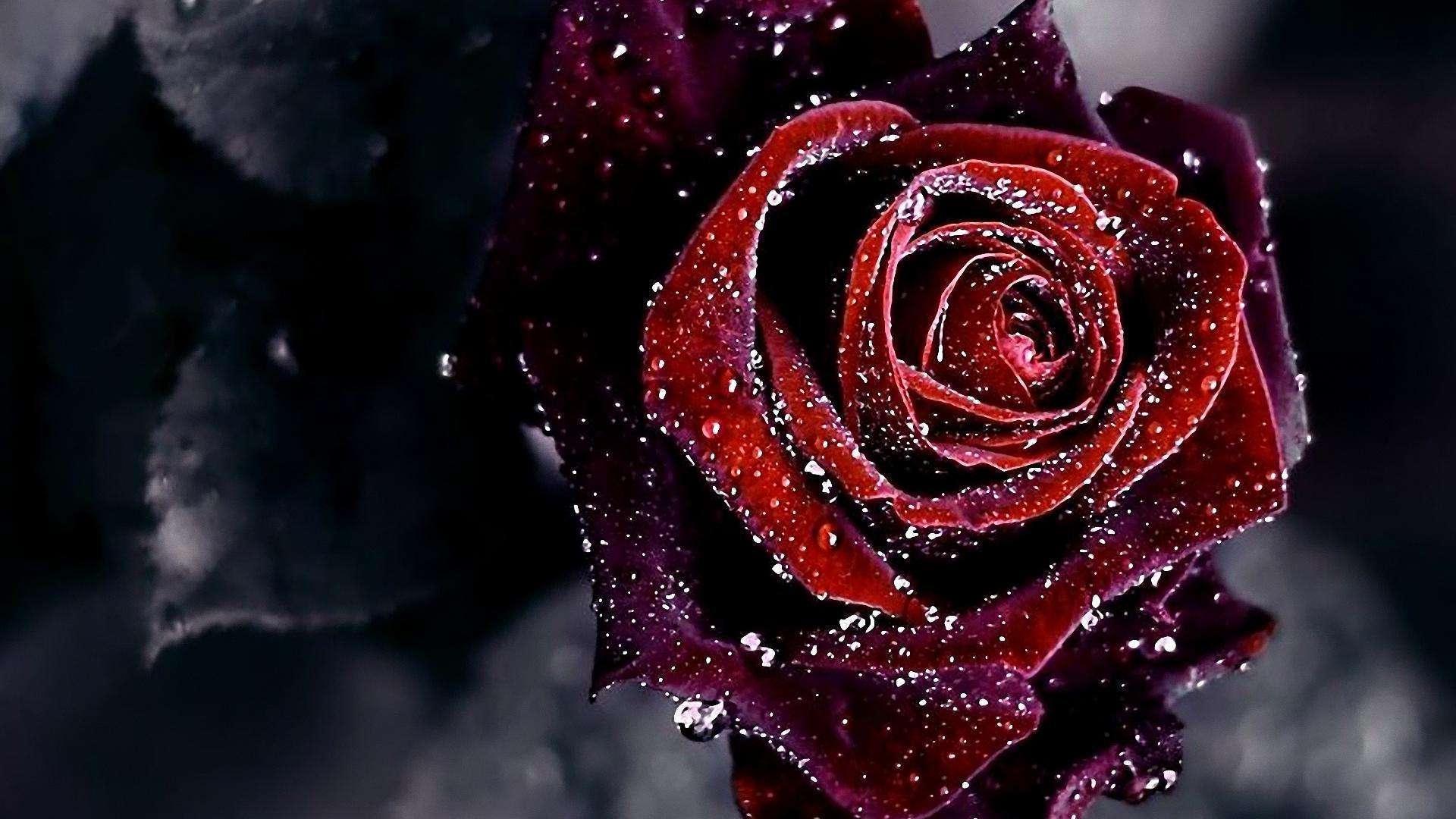 Red And Black Rose Wallpaper   GzsiHaicom