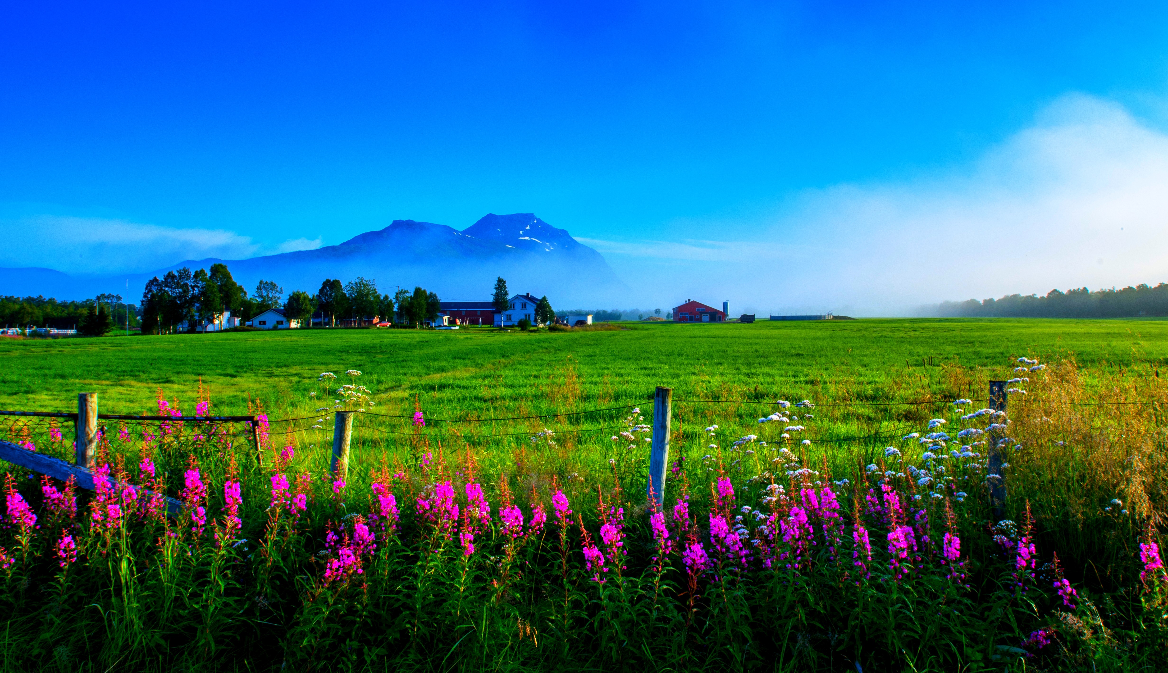 Fence Green Grass Flower Field Spring Earth Photography Wallpaper