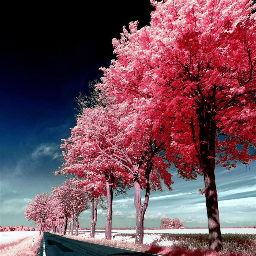 Roadside Pink Trees iPad Air Wallpaper Nature