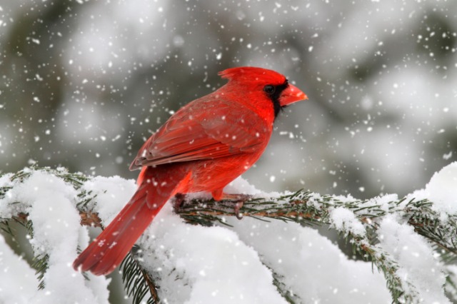 Red Birds In Snow Cardinal in a snow storm